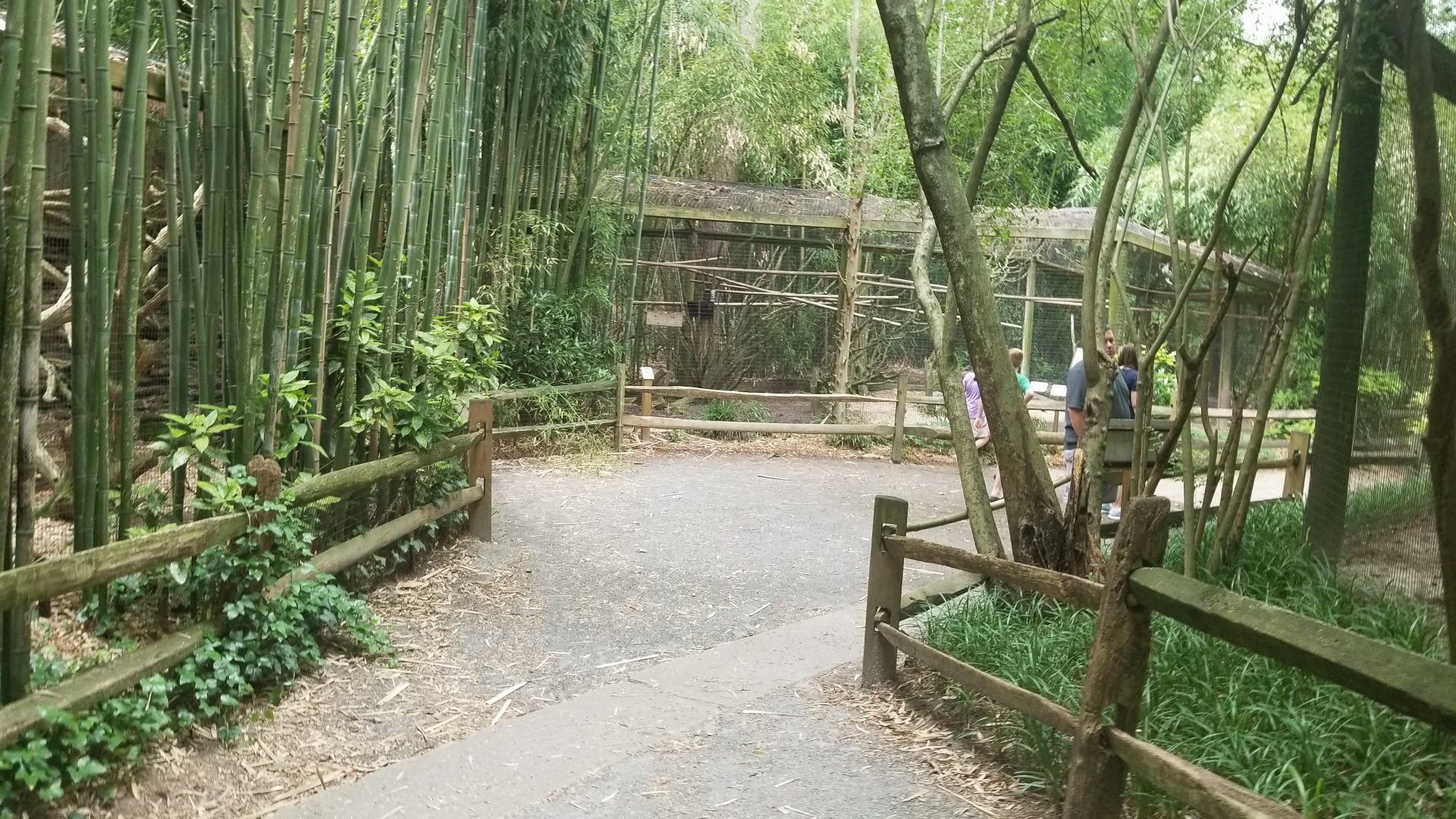 Path to ocelot/coati/monkeys