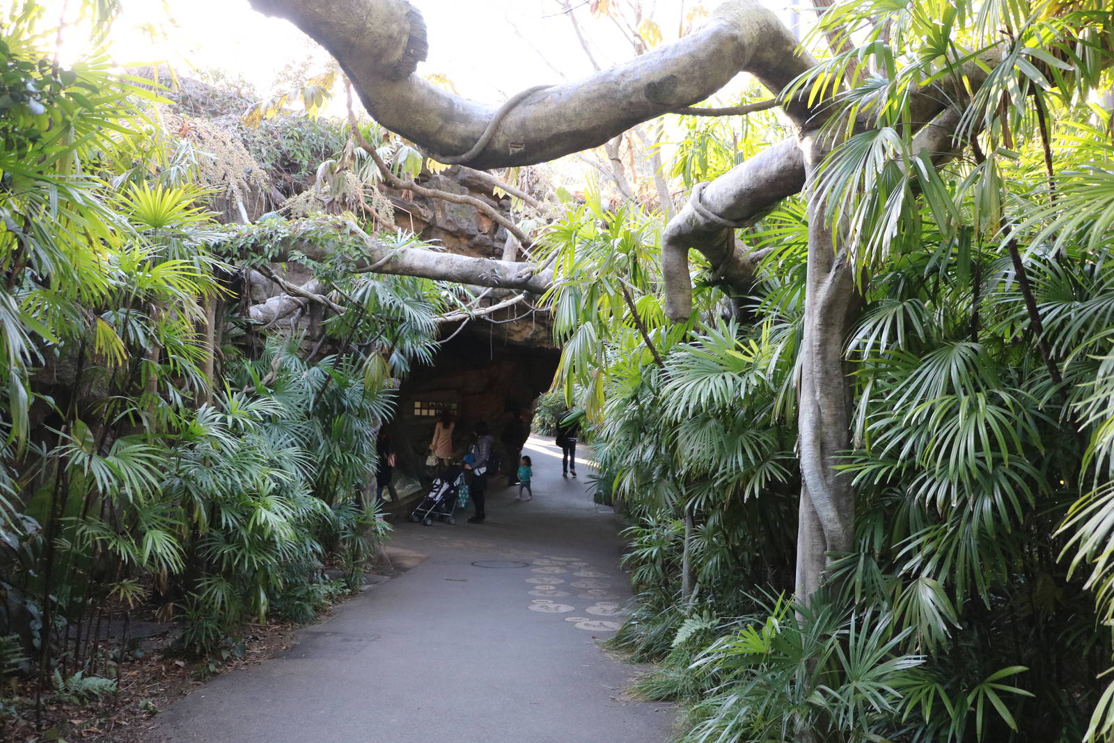 Path to the gorillas, February 2016