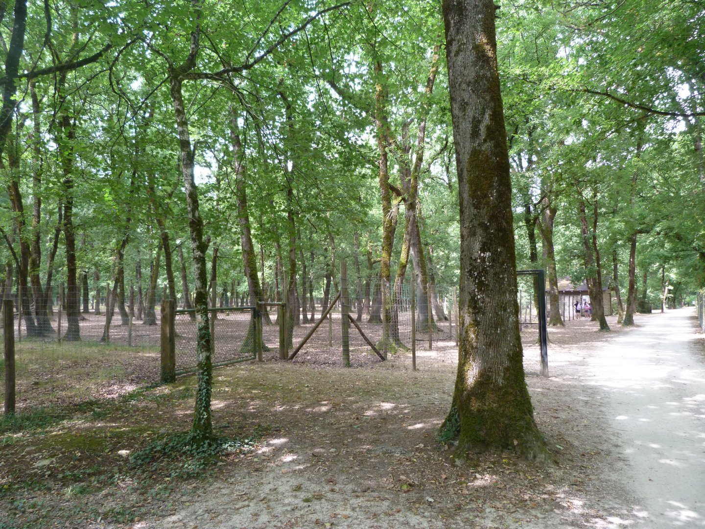 Path towards red deer paddock -Zoodyssée (2025)