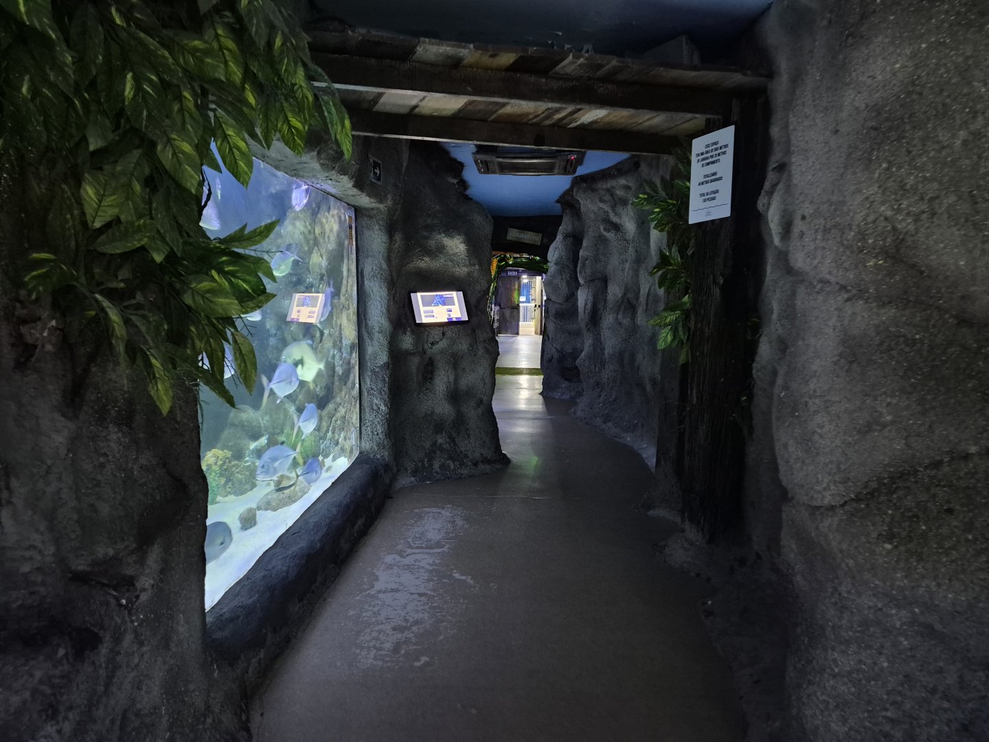 Path towards the Shark tanks