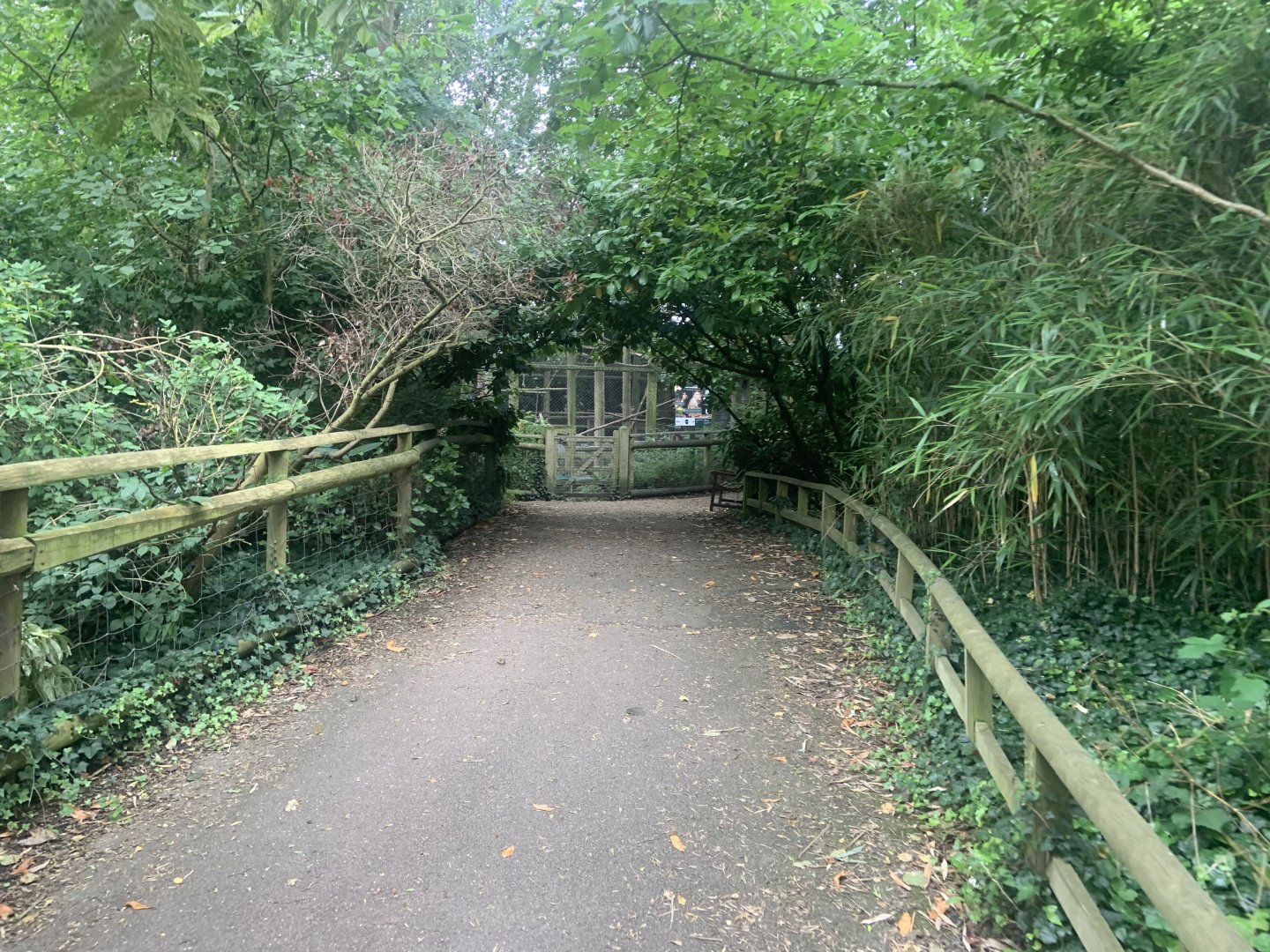 Path towards white-naped mangabey enclosure