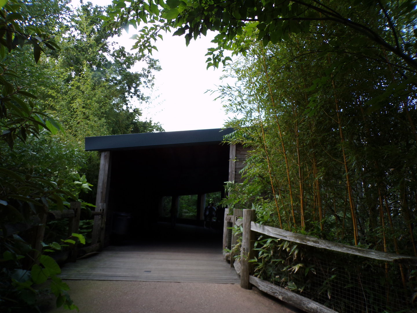 Path up to Buff-Cheeked gibbon viewing area 6.7.23