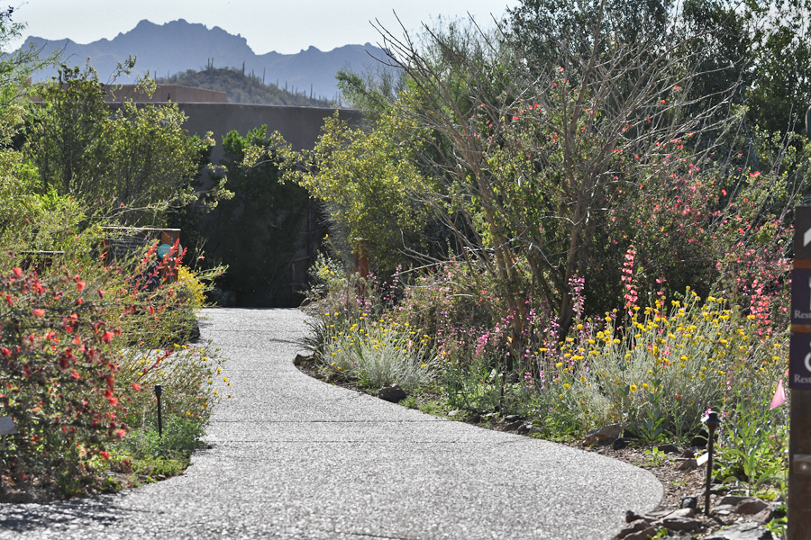 Path with spring wildflowers