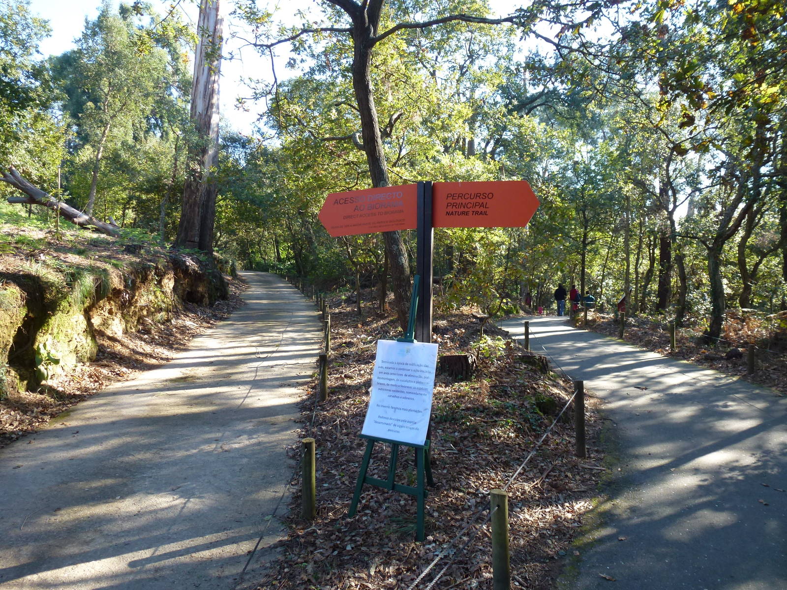 Paths in the oak forest, November 2013.