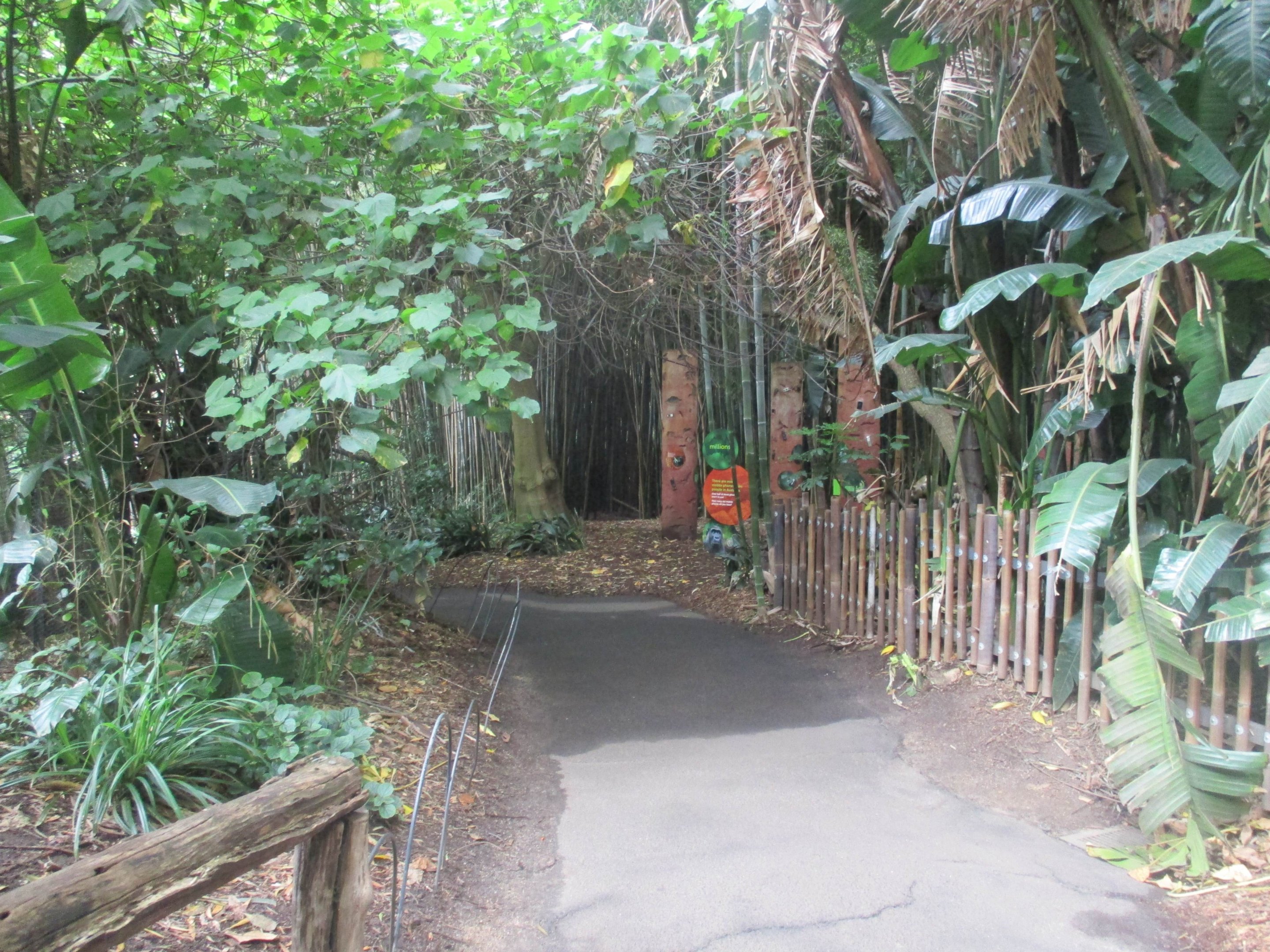 Pathway Along Gorillas