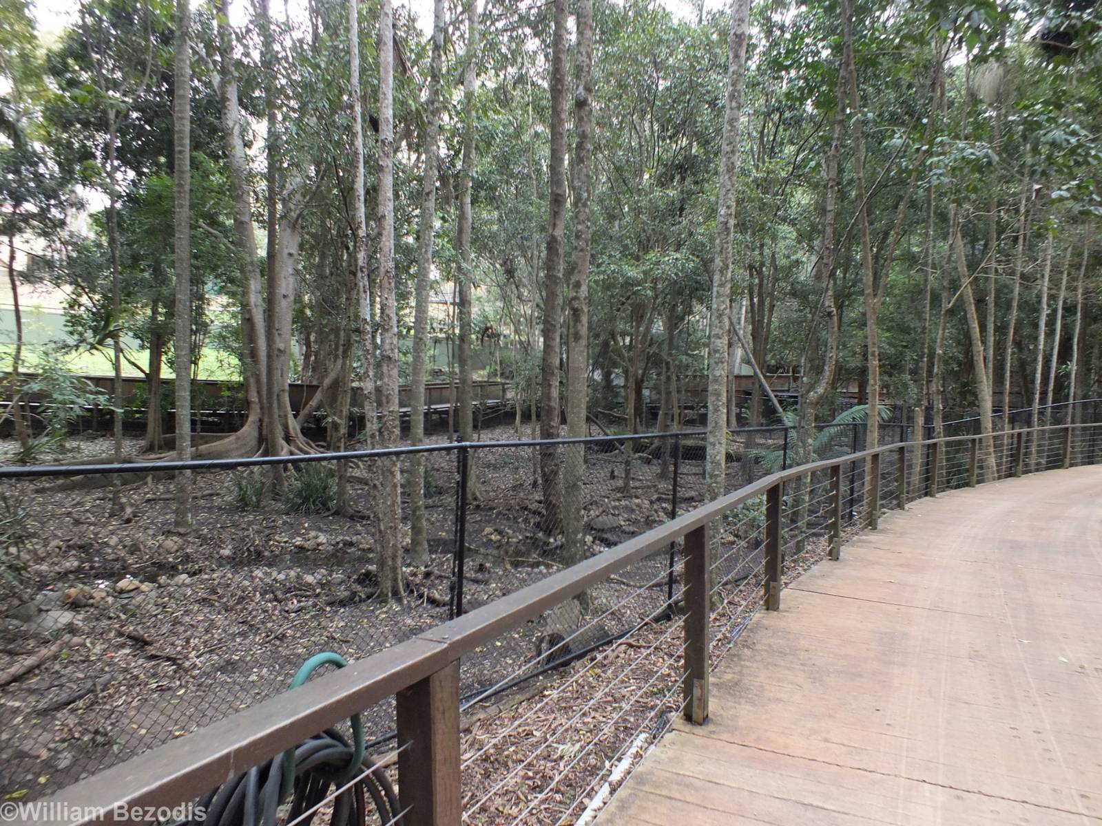 Pathway Along the Side of the Cassowary Enclosure
