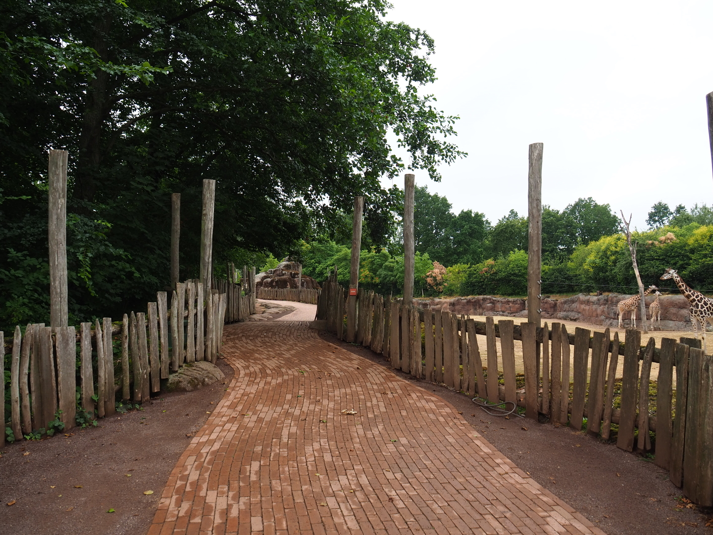 Pathway alongside the savanna paddock, 2019-07-21