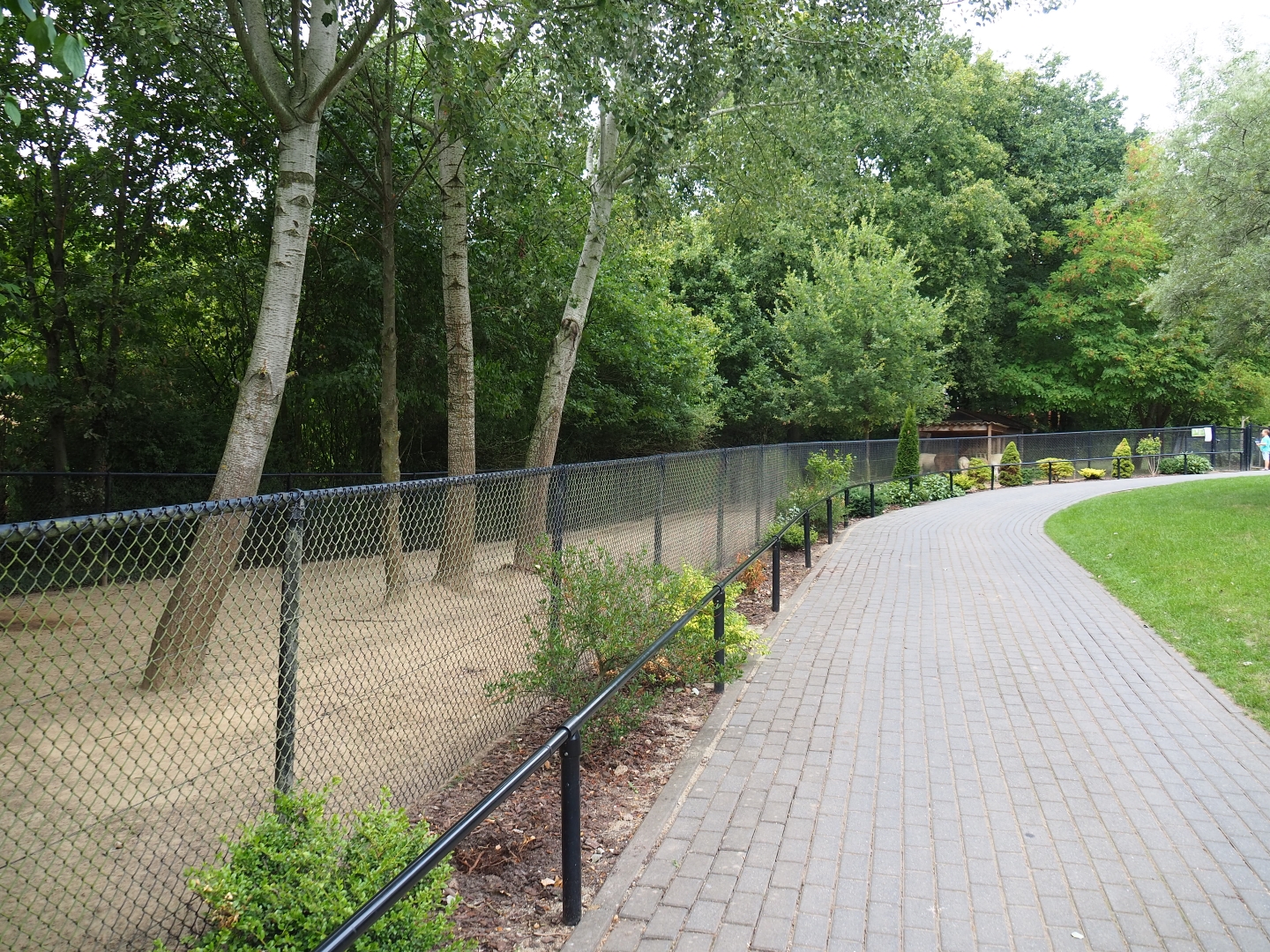 Pathway and Alpaca - Greater rhea paddock (Aug 28th, 2018)