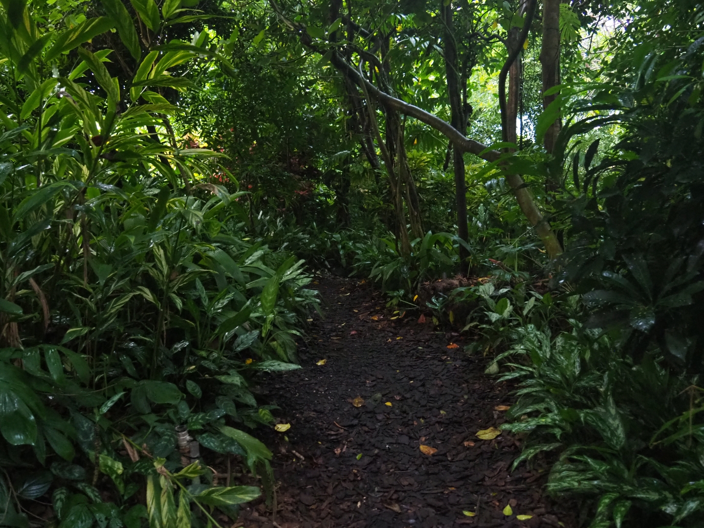 Pathway and foliage in Burgers' Bush (Sep 16th, 2018)