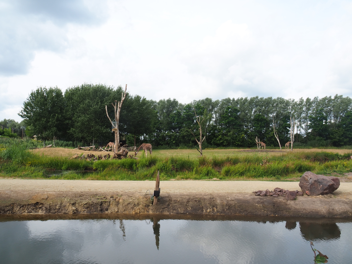 Pathway and reticulated giraffe exhibit seen from the lemur island, 2019-08-11