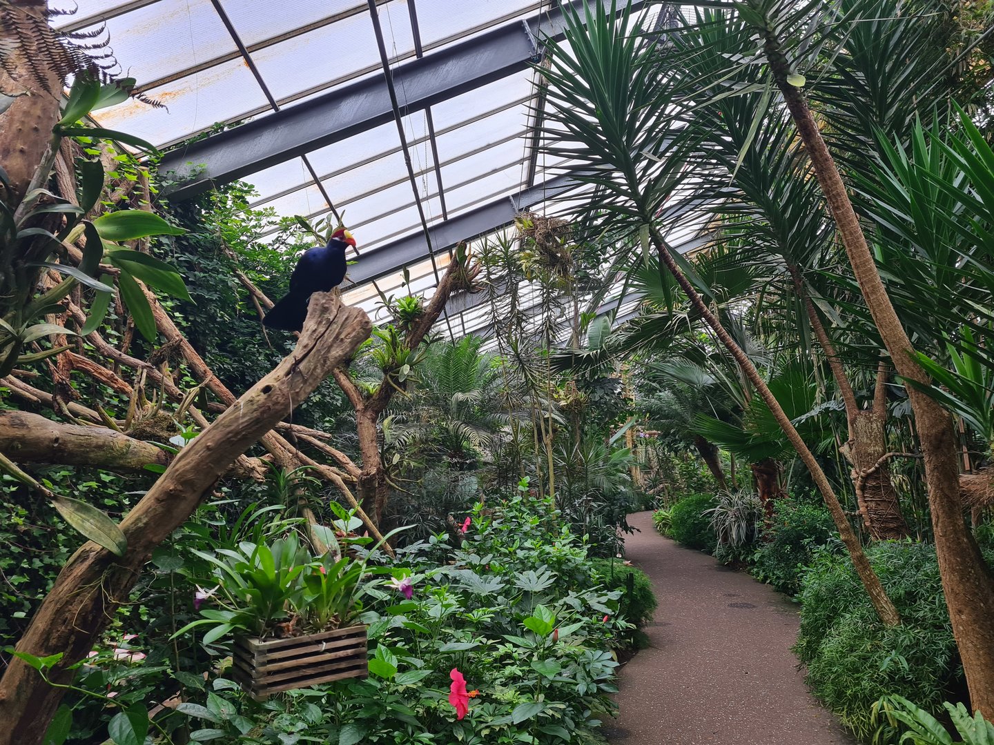 Pathway (and turaco) in "Amazon" hall