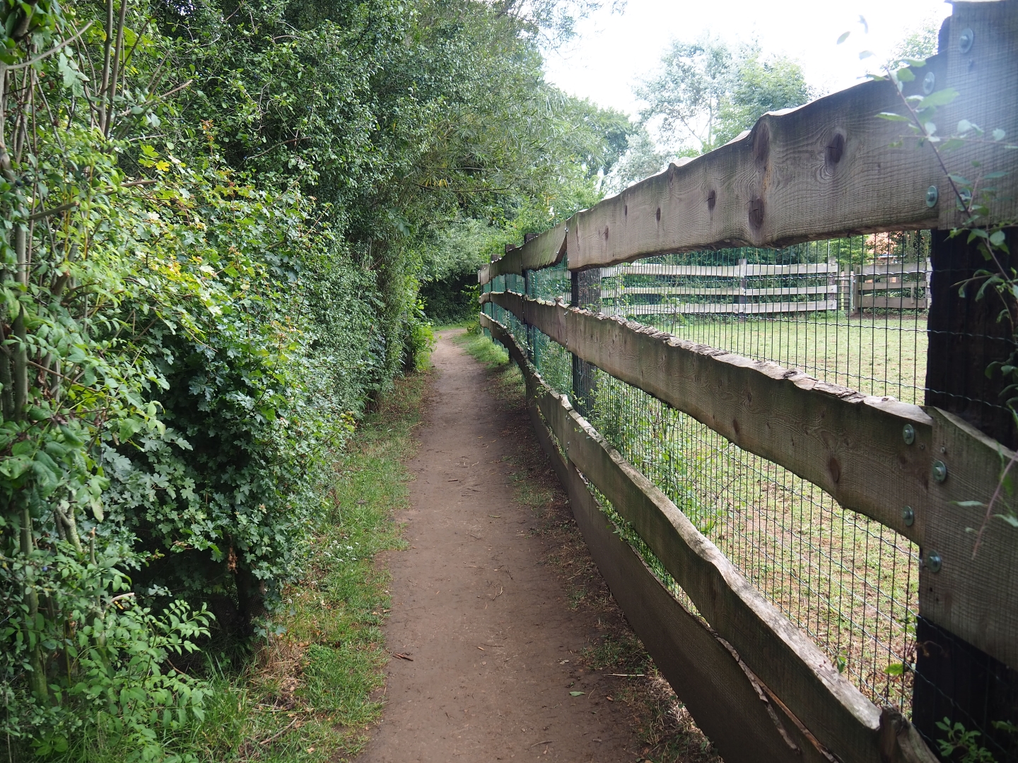 Pathway and zebra/Ankole-Watusi paddock fencing
