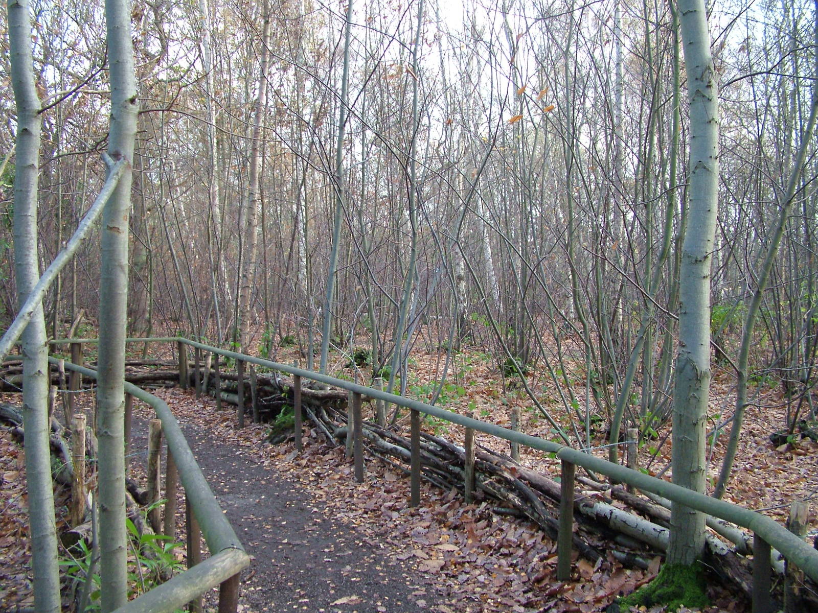 Pathway at Wildwood 28/11/09