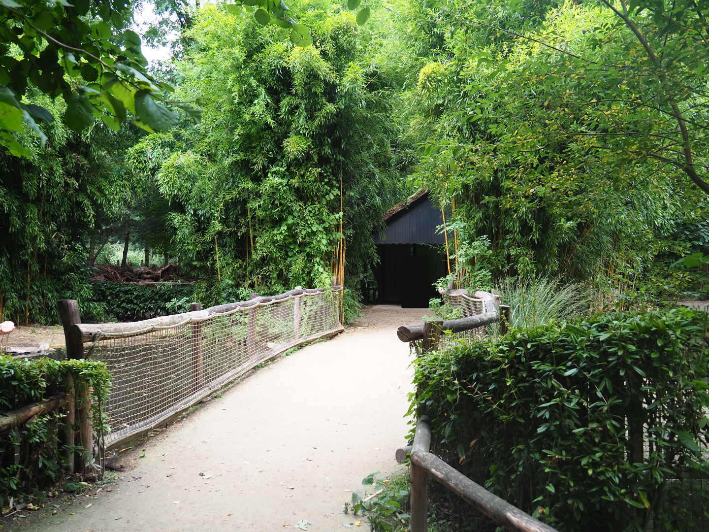 Pathway between Chilean flamingo and Pygmy hippo exhibits, 2019-08-11