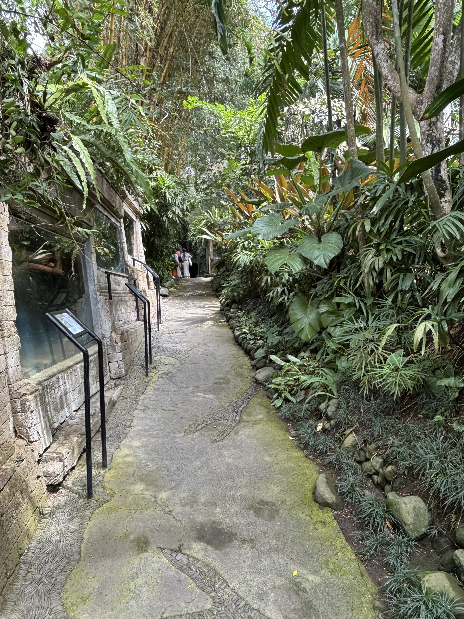 Pathway + Clouded Monitor Exhibit