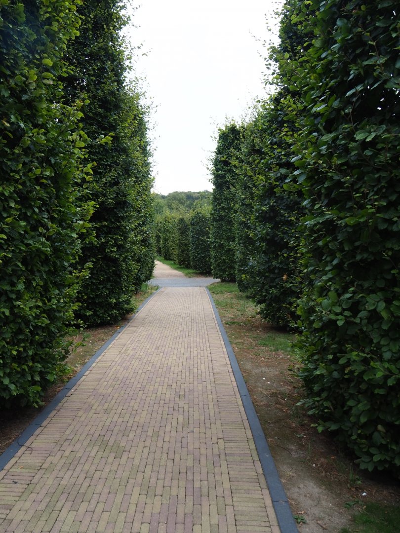 Pathway from parking lot to entrance with columnar beech topiaries (Aug 28th, 2018)