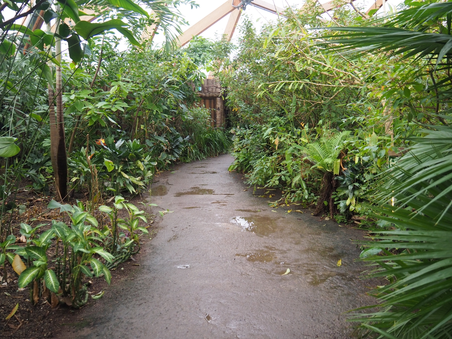 Pathway in Amazonica (Nov 10th, 2018)
