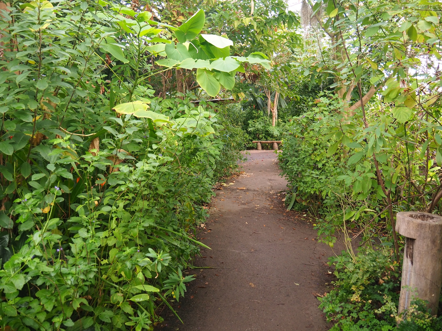 Pathway in Amazonica (Nov 10th, 2018)