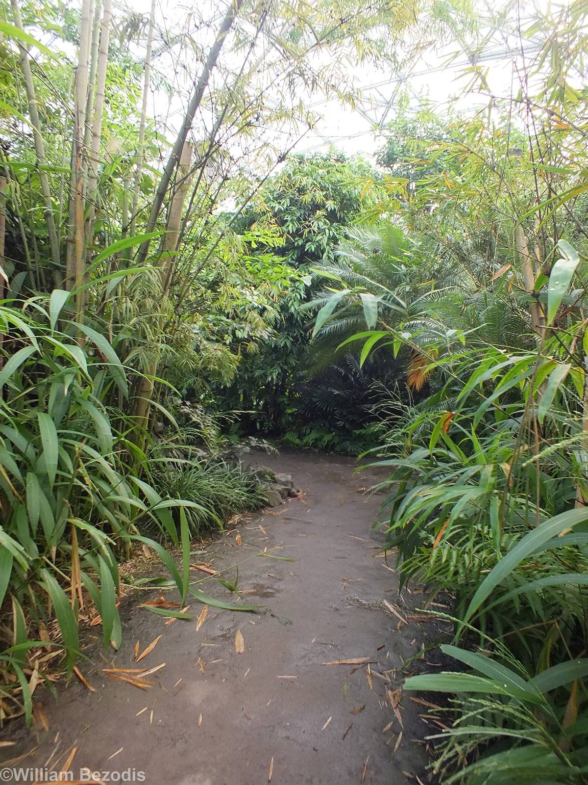 Pathway in Gondwanaland