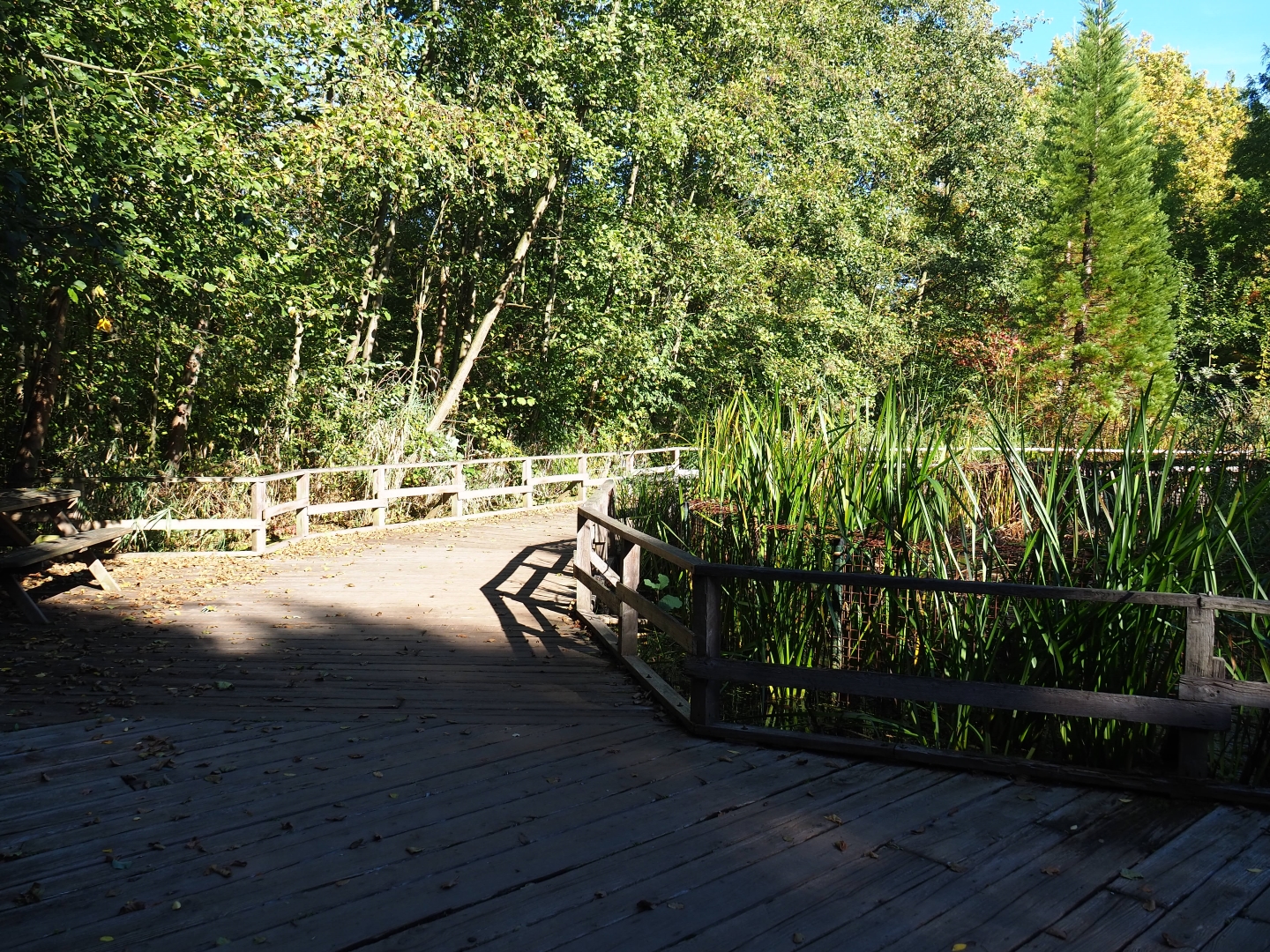 Pathway in marshy area near the bush dog exhibit (Oct 13th, 2018)