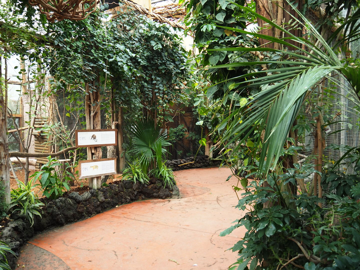 Pathway in the Oasis near the Pesquet's parrot and bear cuscus exhibits, 2019-10-05
