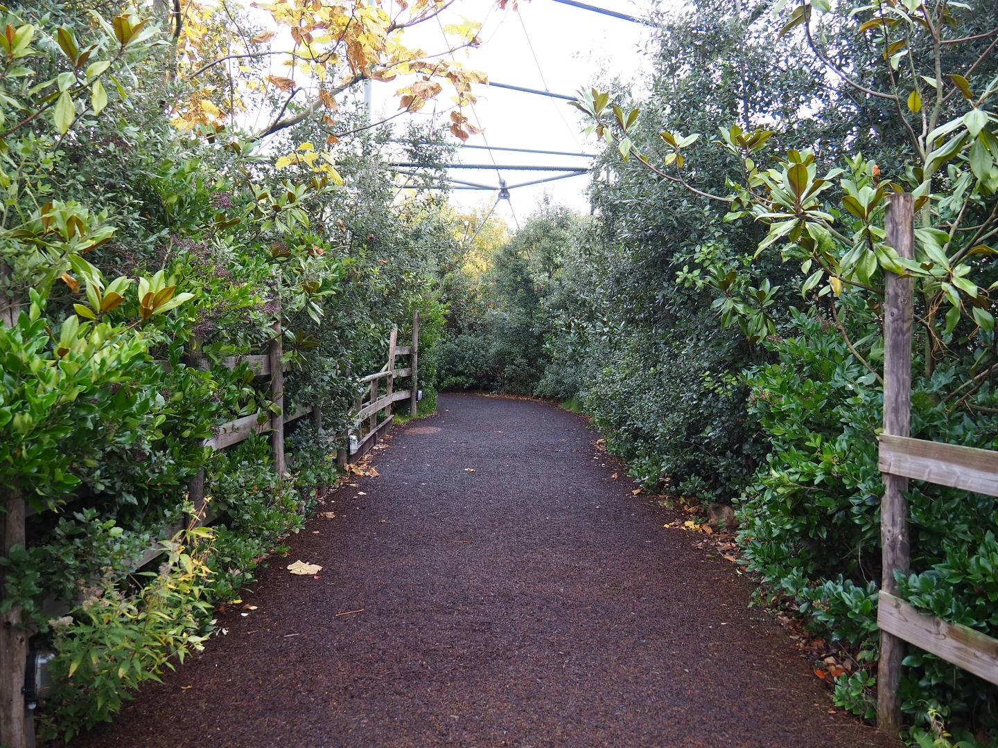 Pathway in the okapi and African bird aviary (Nov 10th, 2018)
