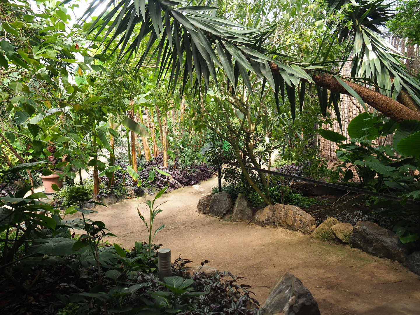 Pathway in the tropical house (near the white-fronted lemur exhibit), 2019-08-04