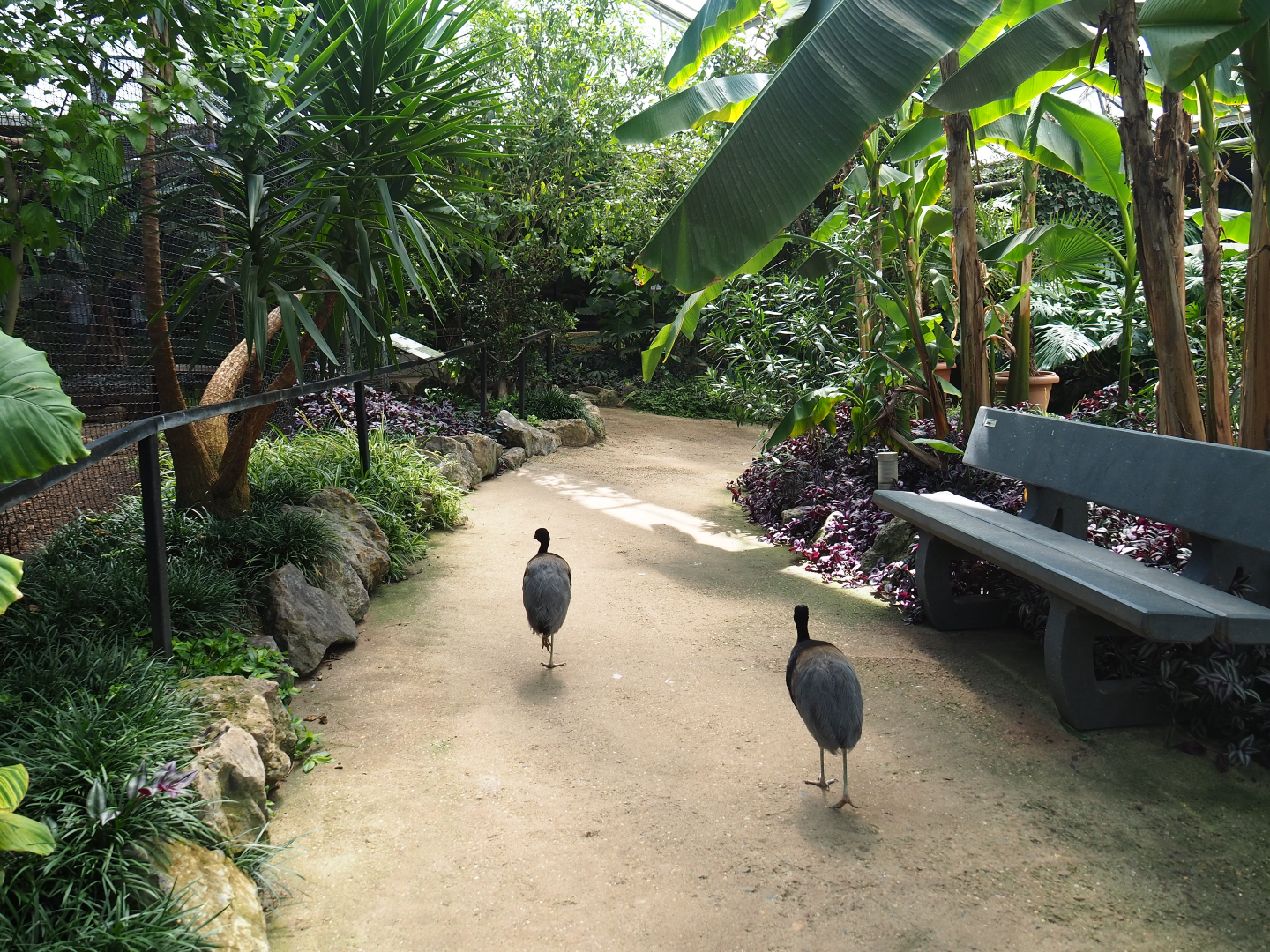 Pathway in the tropical house with free-ranging grey-winged trumpeters, 2019-08-04