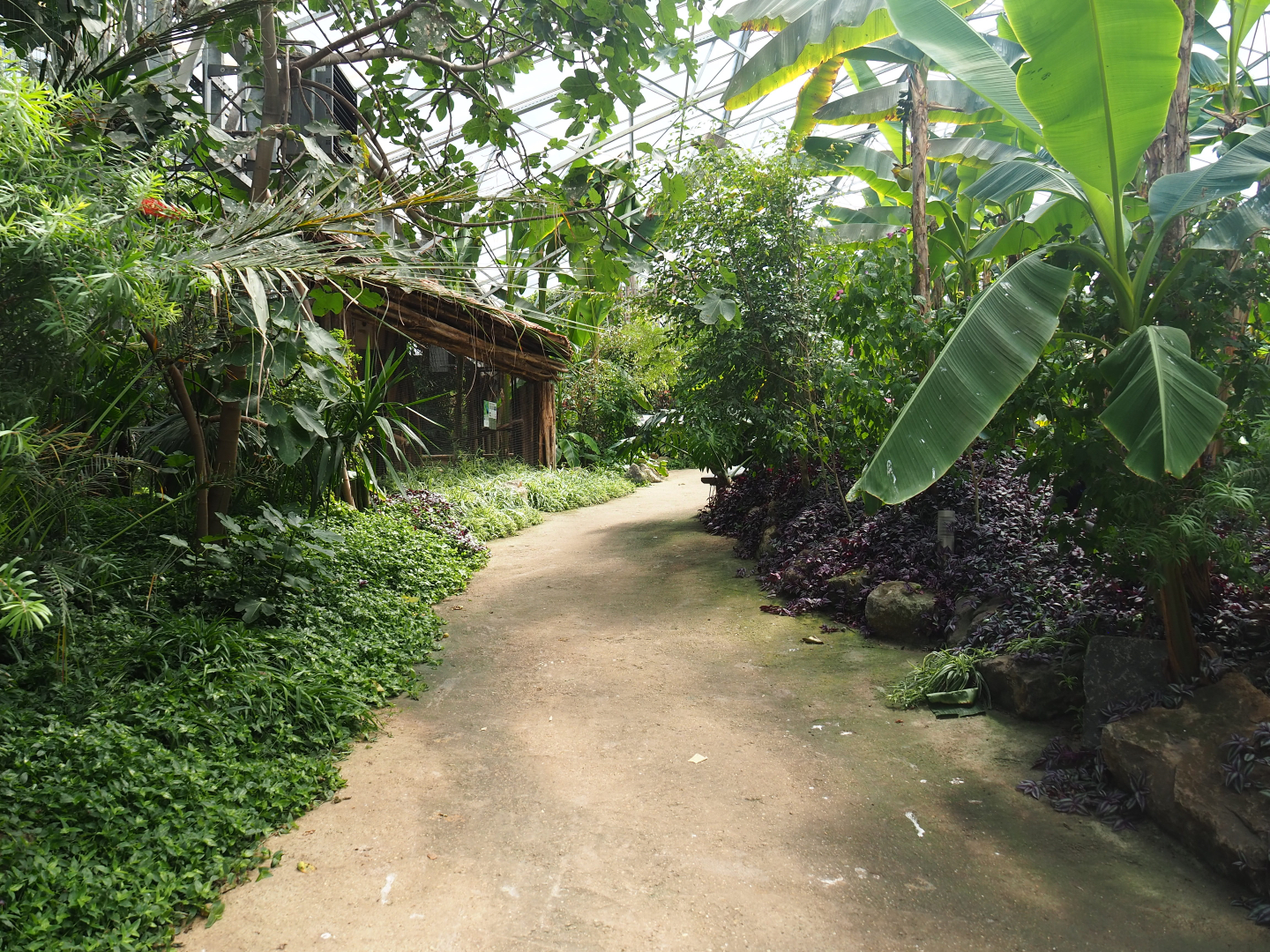 Pathway in tropical house, 2019-08-04