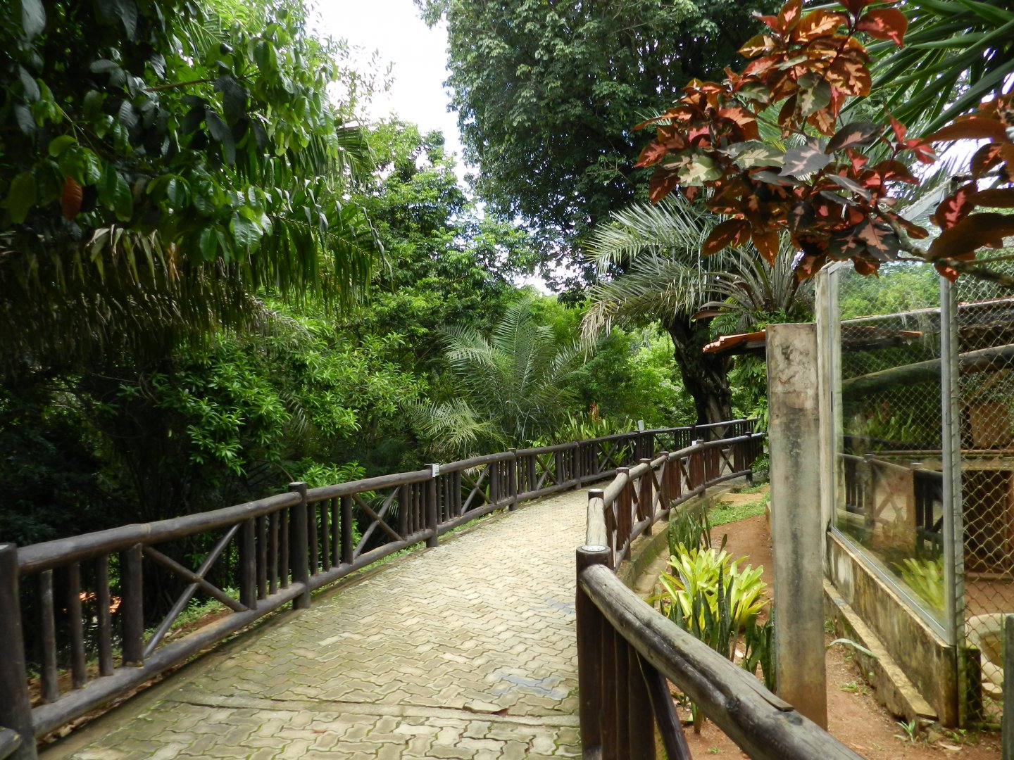 Pathway of the small carnivore area - Salvador zoo (PZGV)