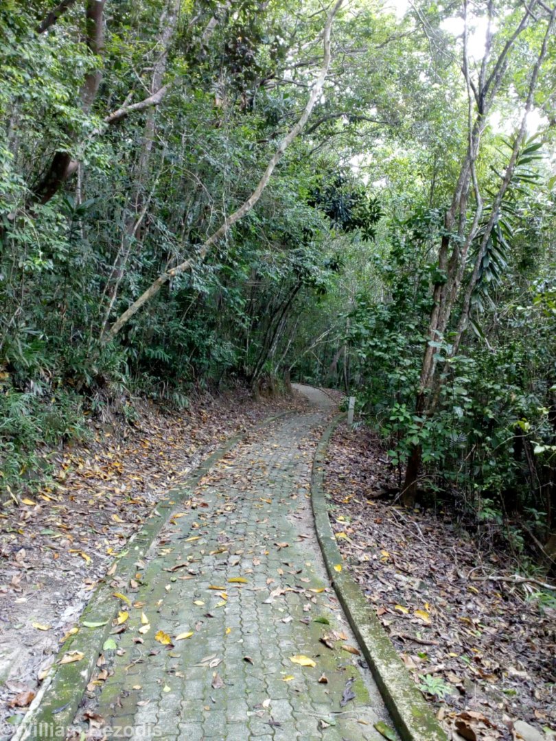 Pathway on Manukan Island