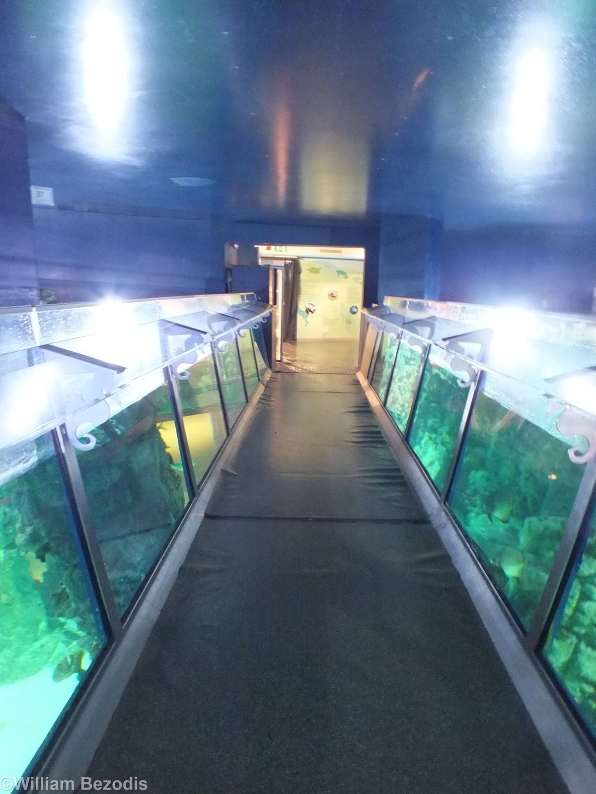Pathway over the Main Shark and Turtle Tank