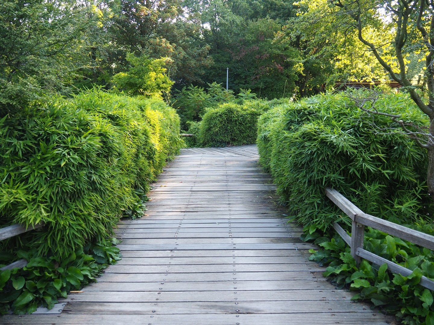 Pathway (Sep 2nd, 2018)