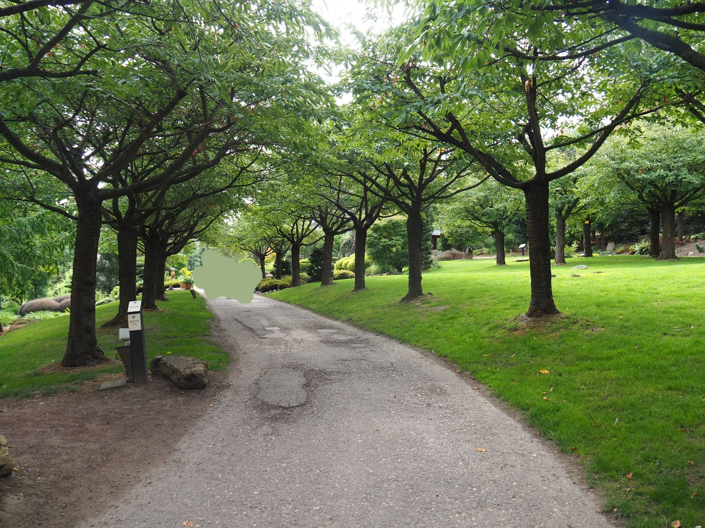 Pathway through a grove of Japanese cherries (Aug 28th, 2018)
