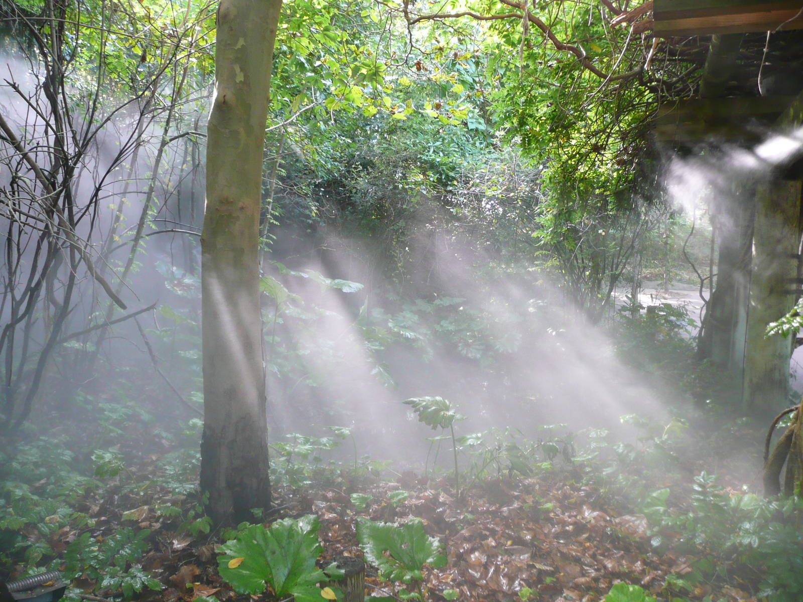 Pathway through the Bonobo Forest
