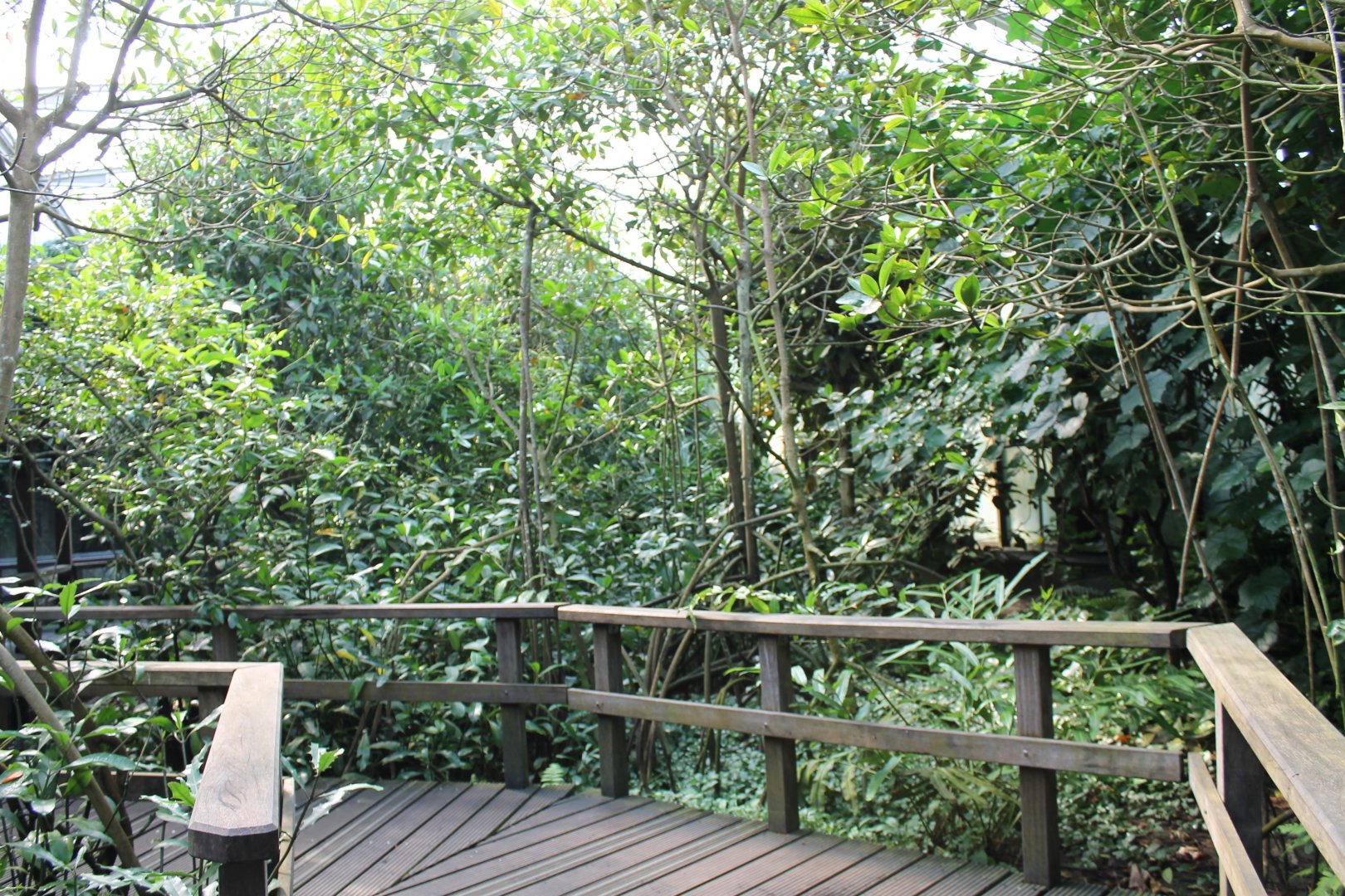 Pathway through the Mangroves