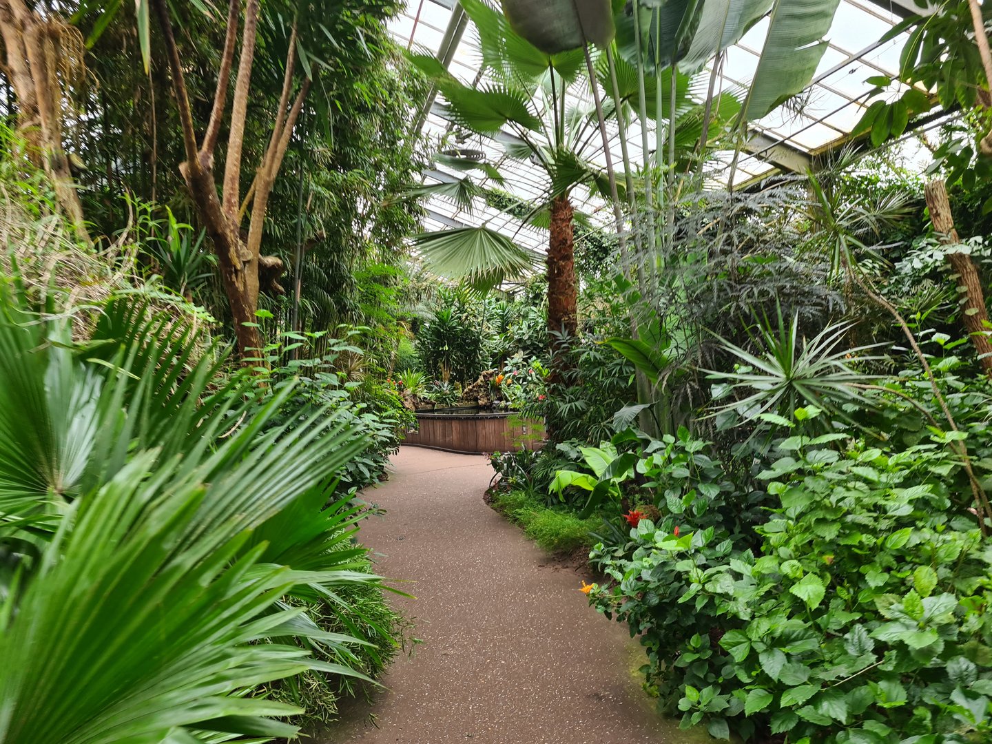Pathway to catfish pond in "Amazon" hall