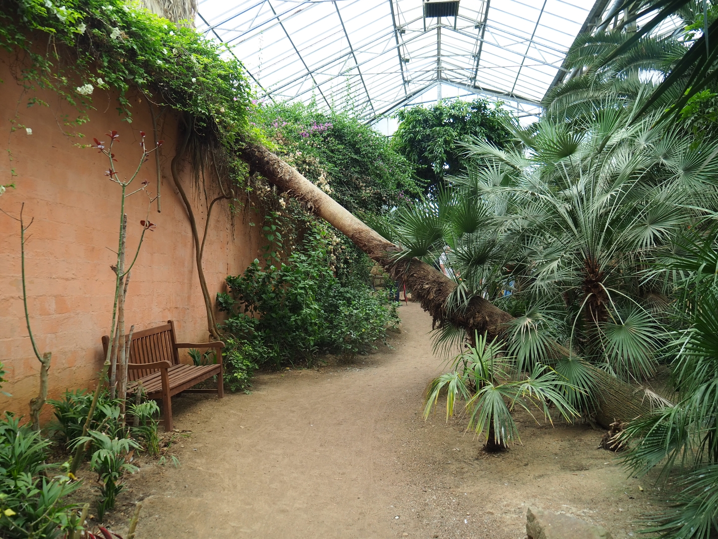 Pathway towards hornbill aviaries with fallen log (Aug 28th, 2018)