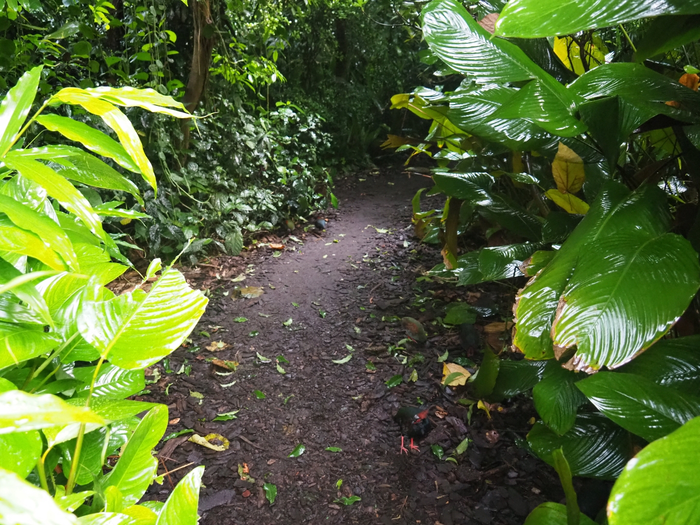 Pathway with crested wood partridge in Burgers' Bush (Sep 16th, 2018)
