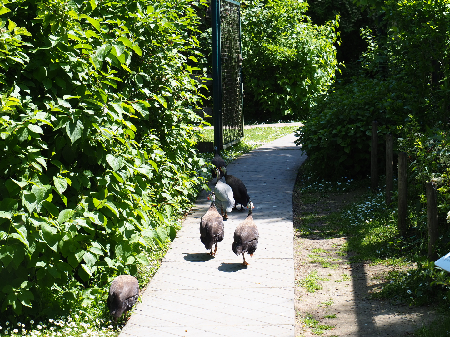 Pathway with free-roaming helmeted guineafowl, 2019-06-01