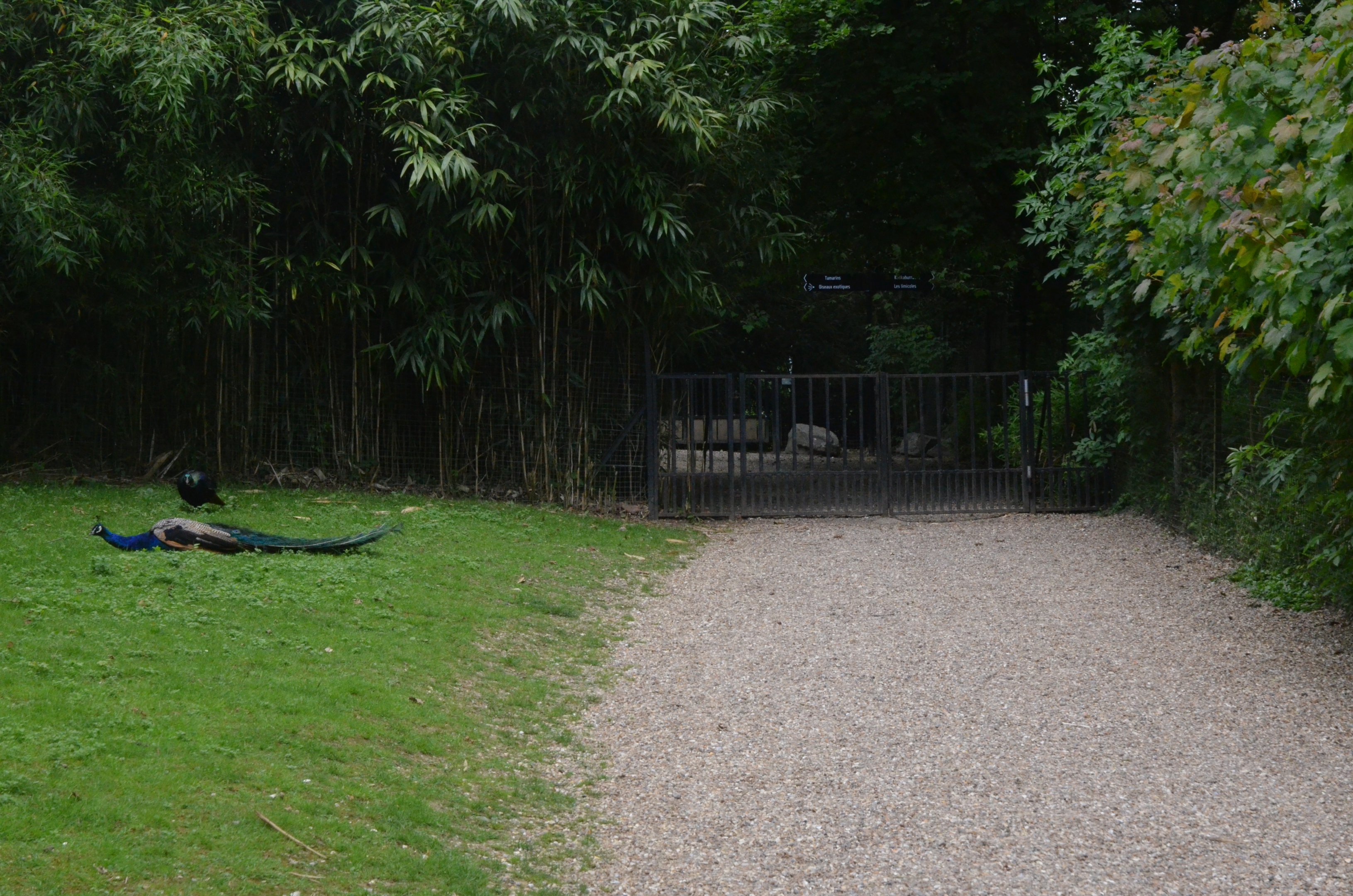 Pathway with Peafowl and Monal at Clères, 16/06/18