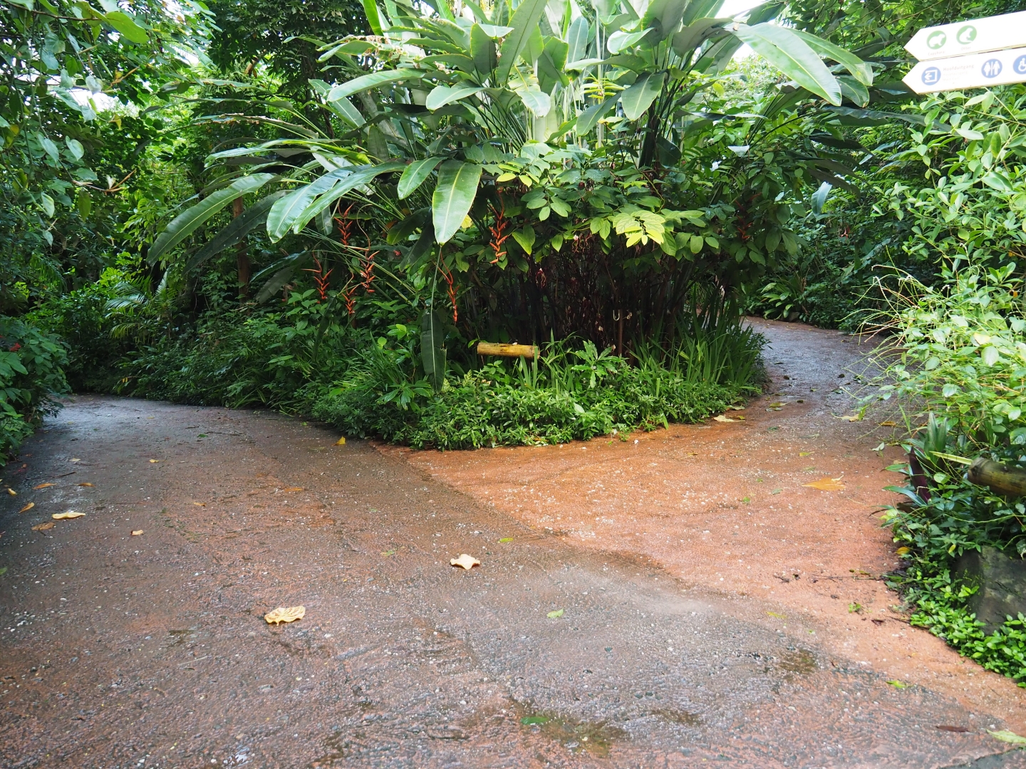 Pathways in Burgers' Bush (Sep 16th, 2018)