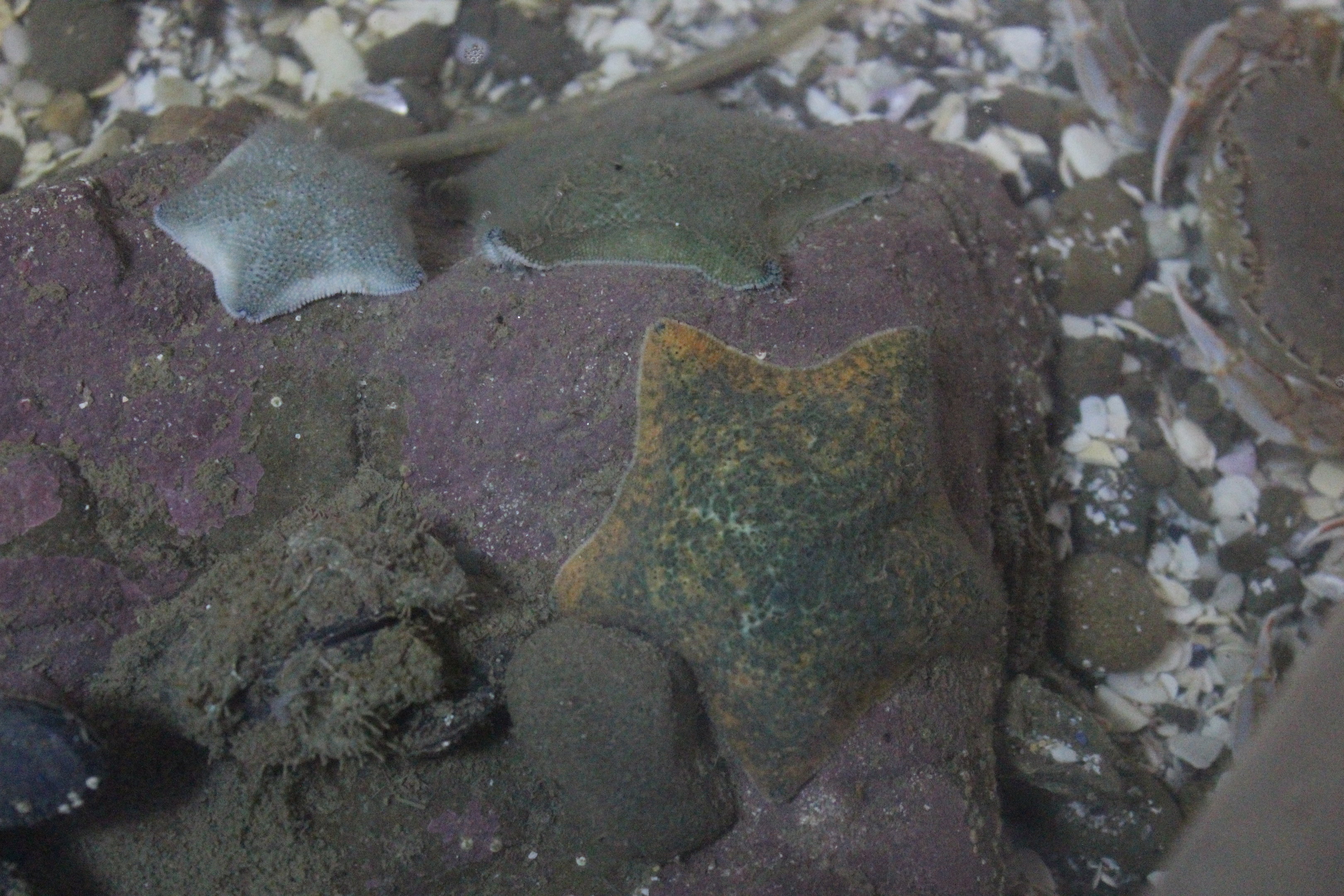 Patiriella regularis