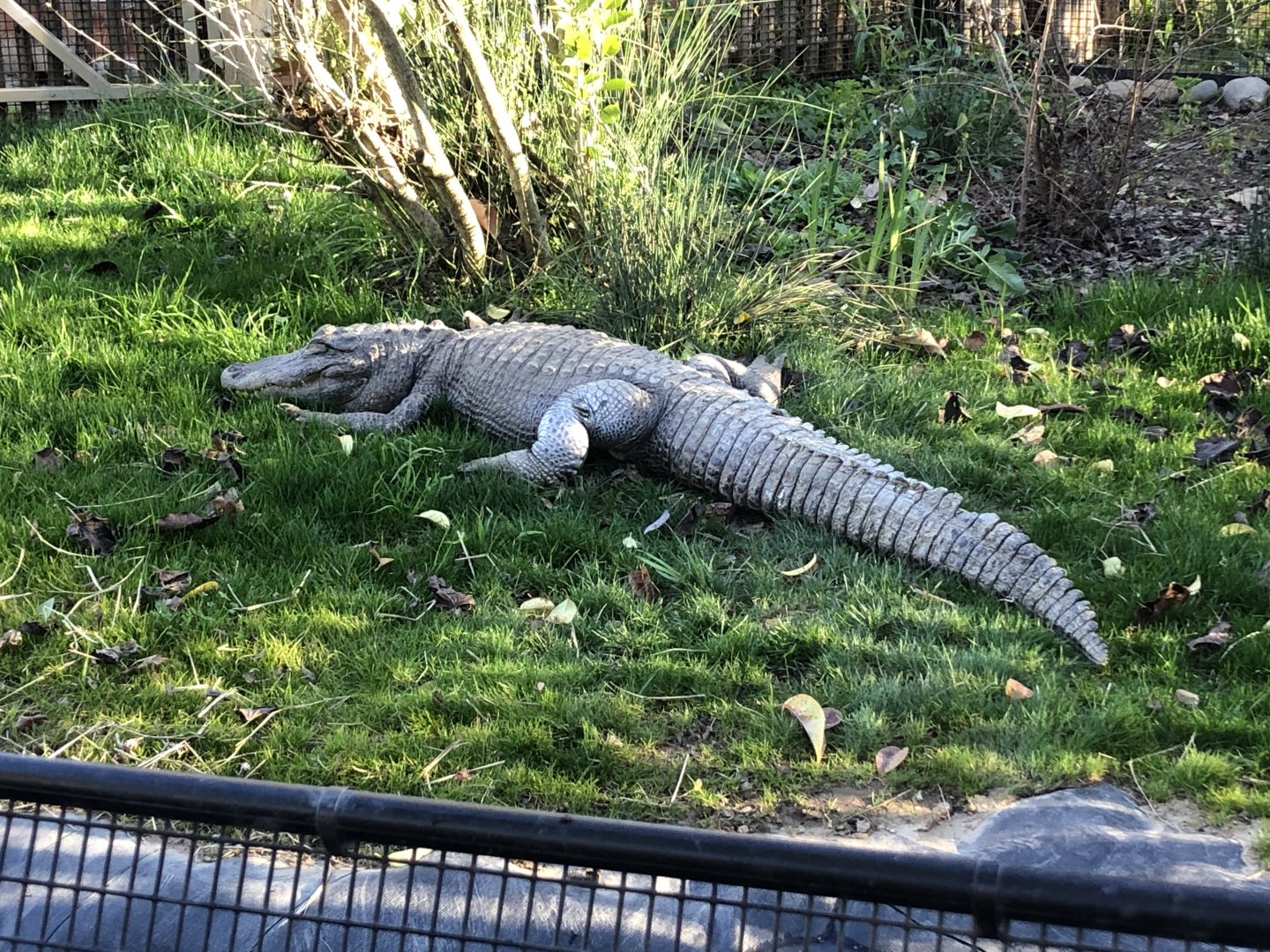 Patrick, American alligator