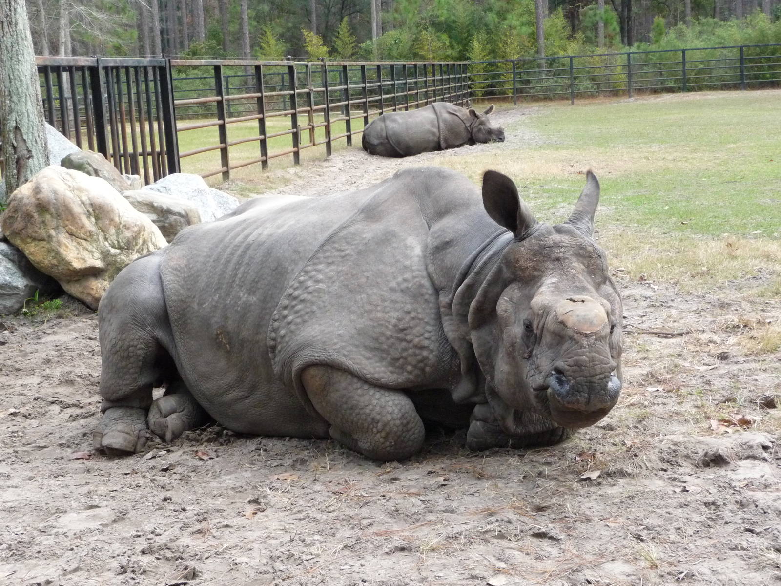 Patrick the Indian Rhino - for Rhino Man