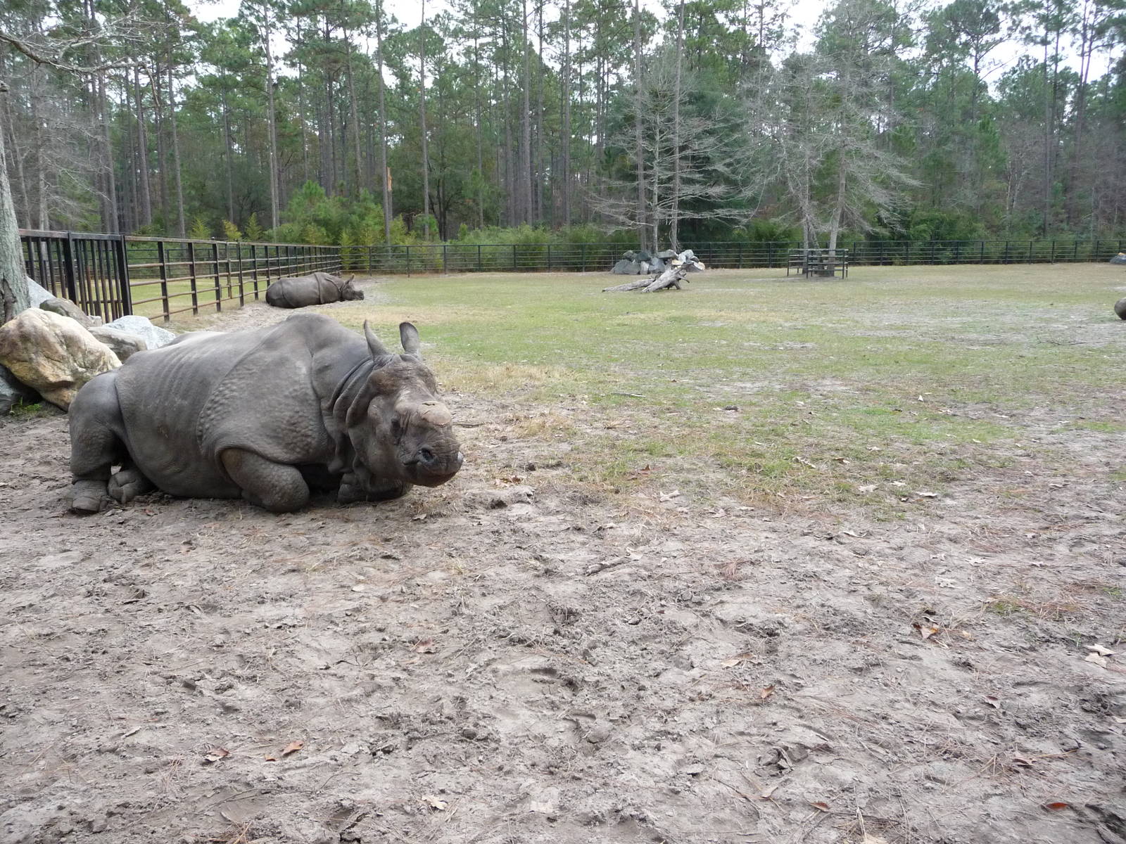 Patrick the Indian Rhino - for Rhino Man
