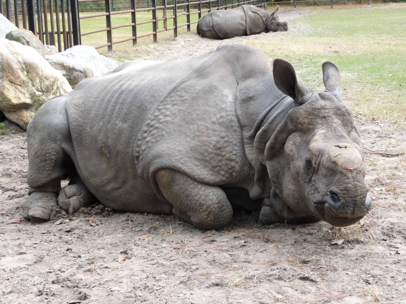 Patrick the Indian Rhino - for Rhino Man