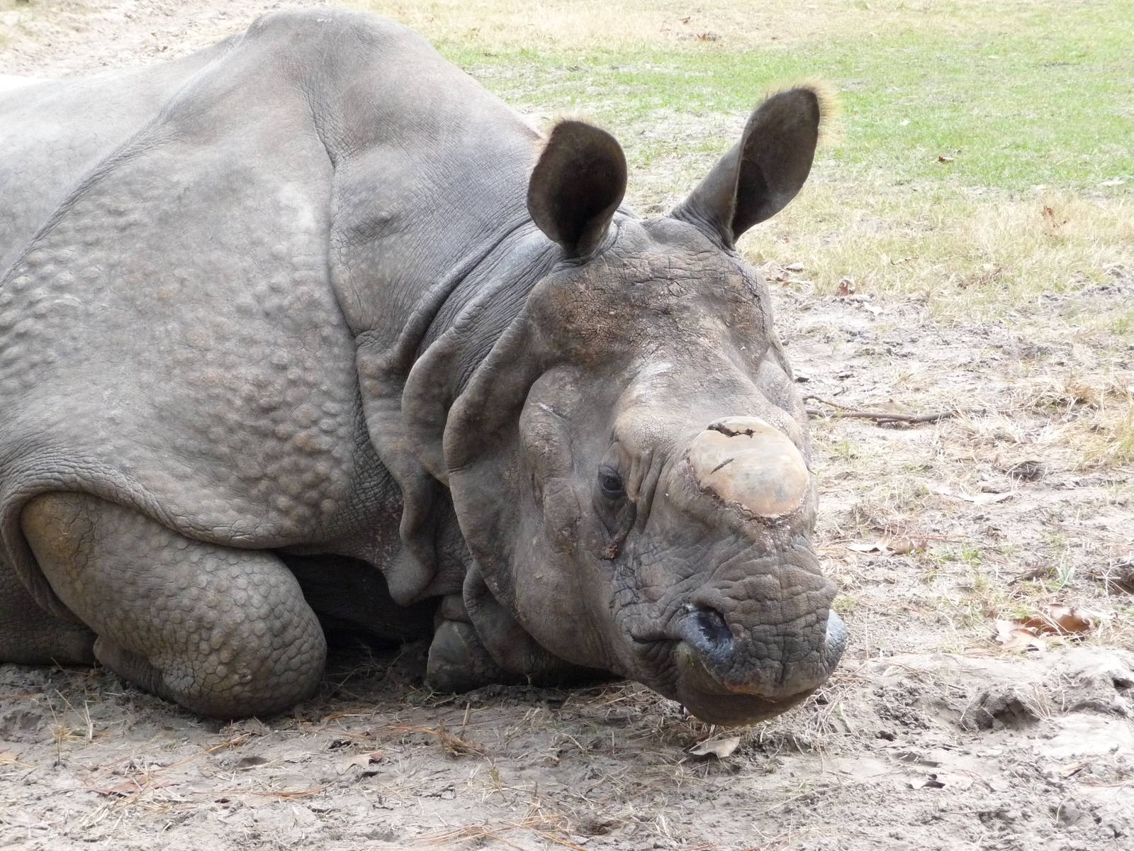 Patrick the Indian Rhino - for Rhino Man