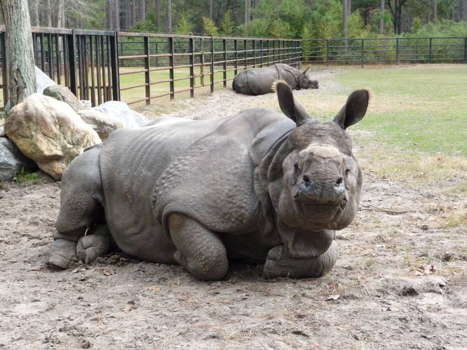 Patrick the Indian Rhino - for Rhino Man