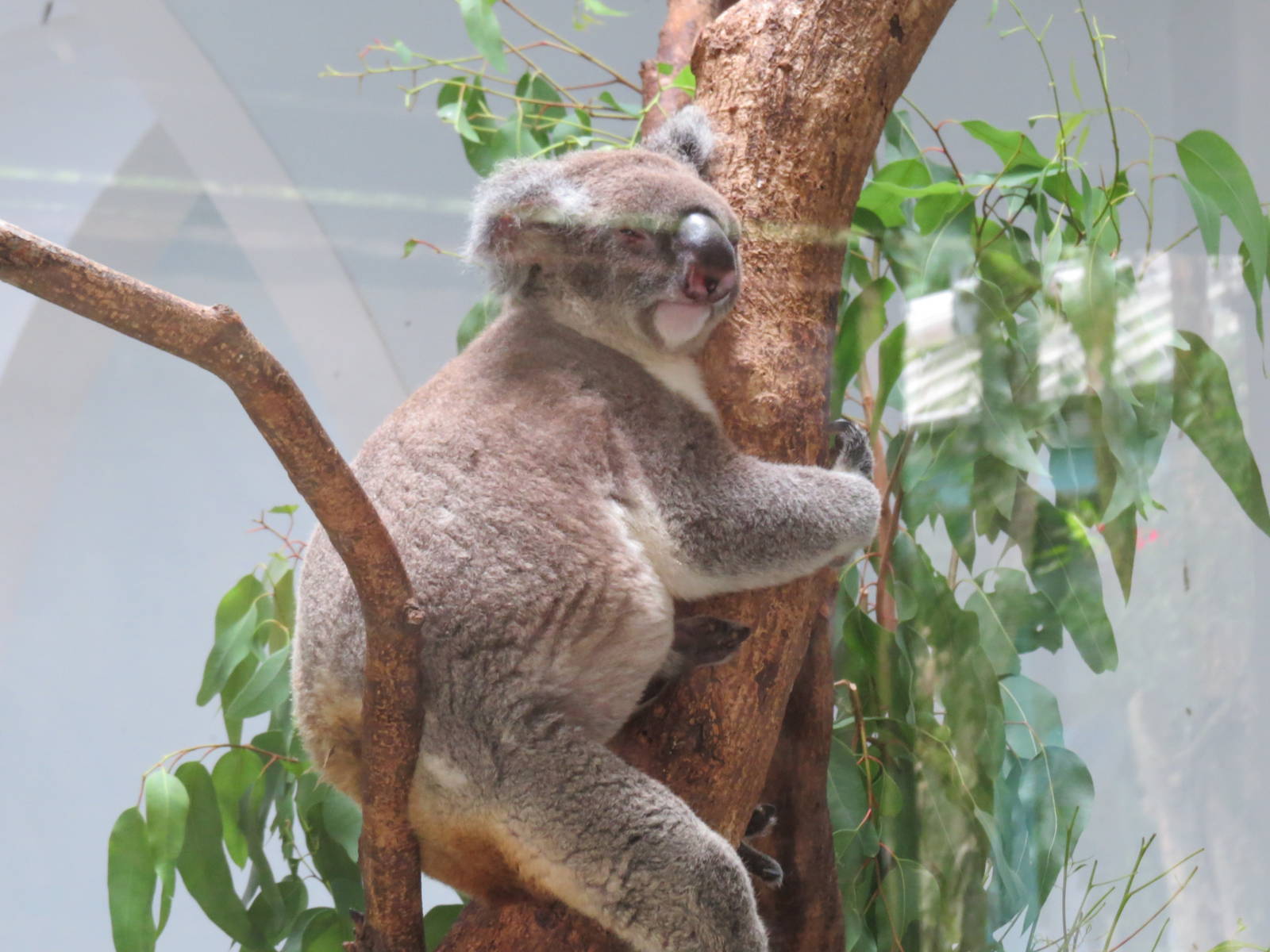 Patrick--The oldest Koala outside from Australia(17